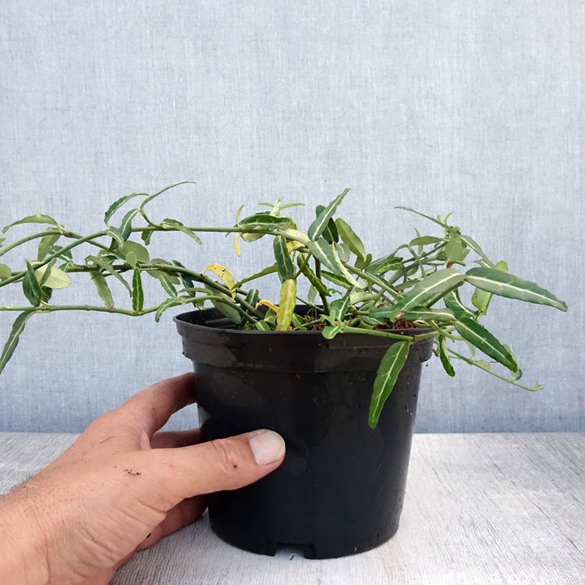 Esimerkki kesällä toimitetusta Suikerosorvarinpensas Wolong Ghost Pot de 2L/3L-taimesta