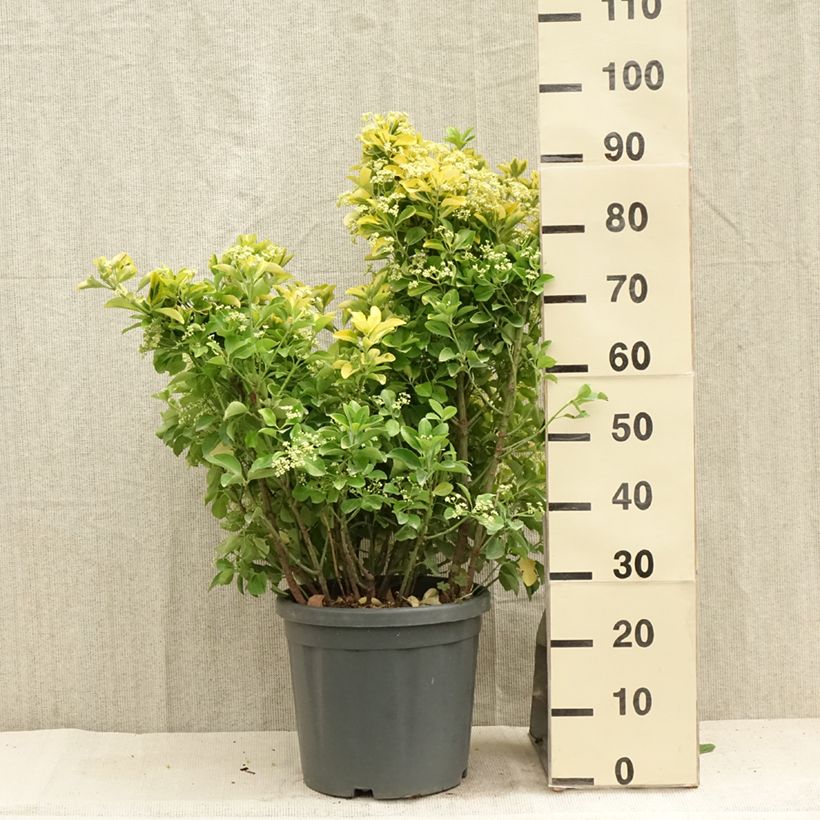 Esimerkki kesällä toimitetusta Laakerisorvarinpensas Aureus Pot de 7,5L/10L-taimesta
