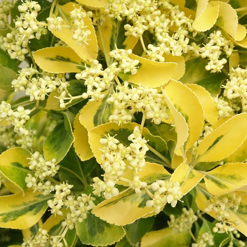 Laakerisorvarinpensas Aureus (Kukinta)
