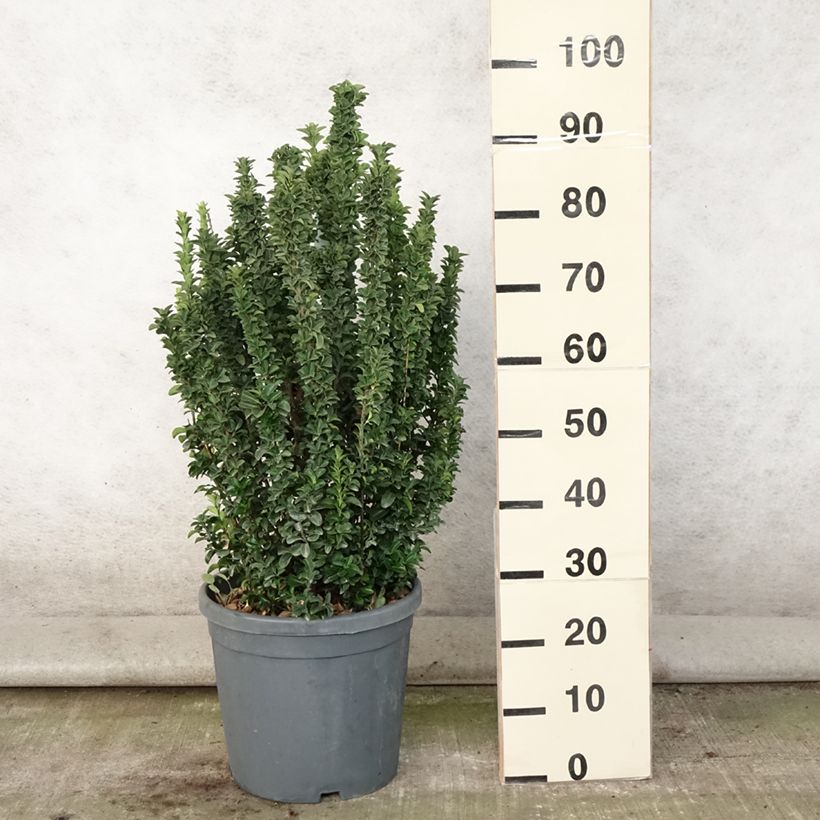 Esimerkki kesällä toimitetusta Laakerisorvarinpensas Benkomasaki Pot de 7,5L/10L-taimesta