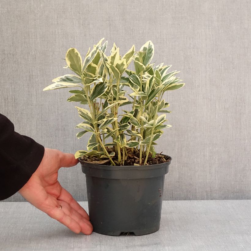 Esimerkki talvella toimitetusta Euonymus japonicus Bravo - Fusain du Japon Pot de 2L/3L-taimesta