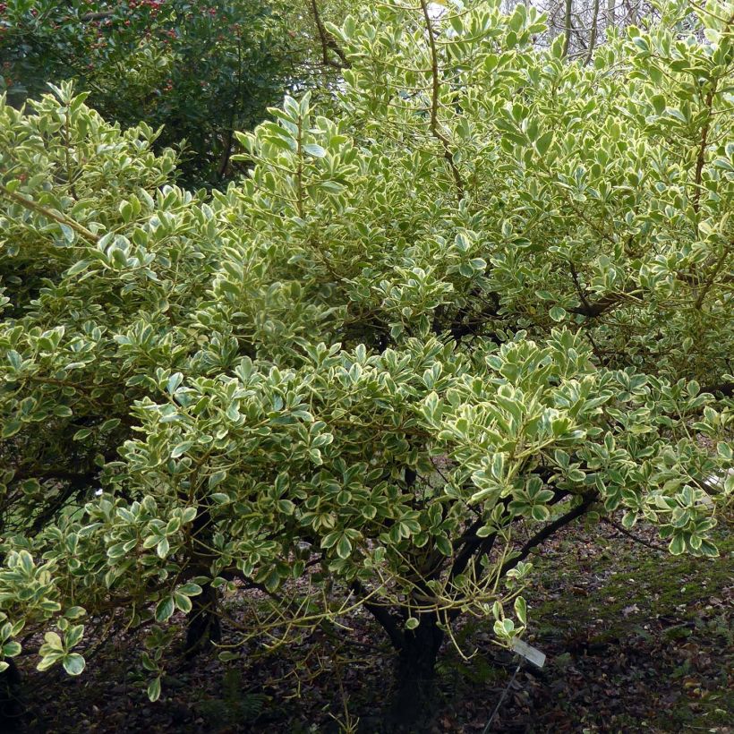 Laakerisorvarinpensas Duc d'Anjou (Kasvutapa)