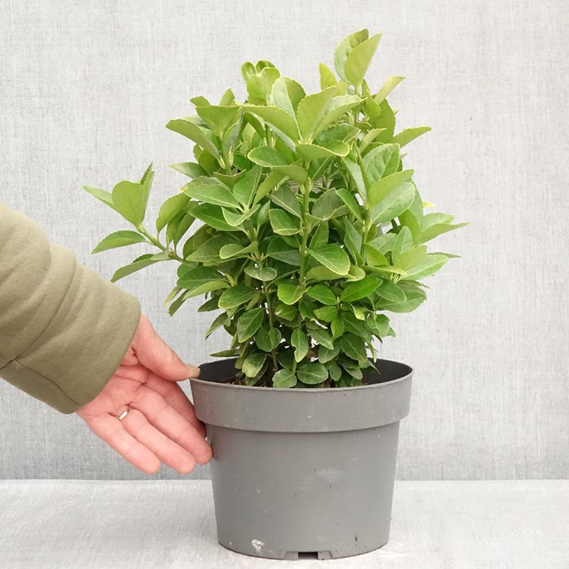 Esimerkki talvella toimitetusta Laakerisorvarinpensas El Dorado Ruukku 3L / 4L-taimesta