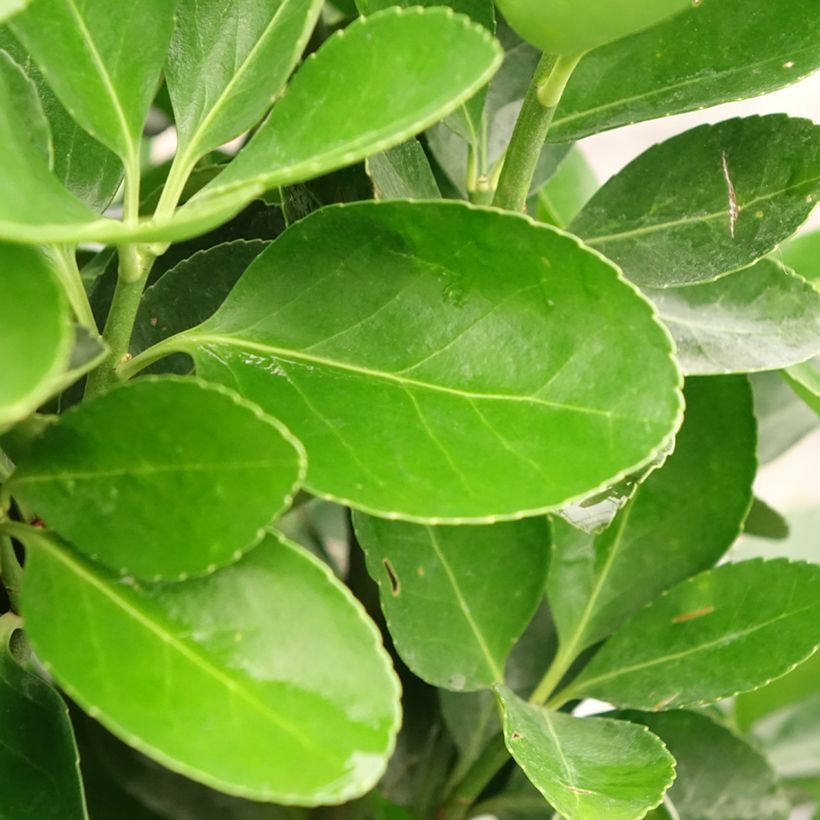 Laakerisorvarinpensas - Euonymus japonicus (Lehvistö)