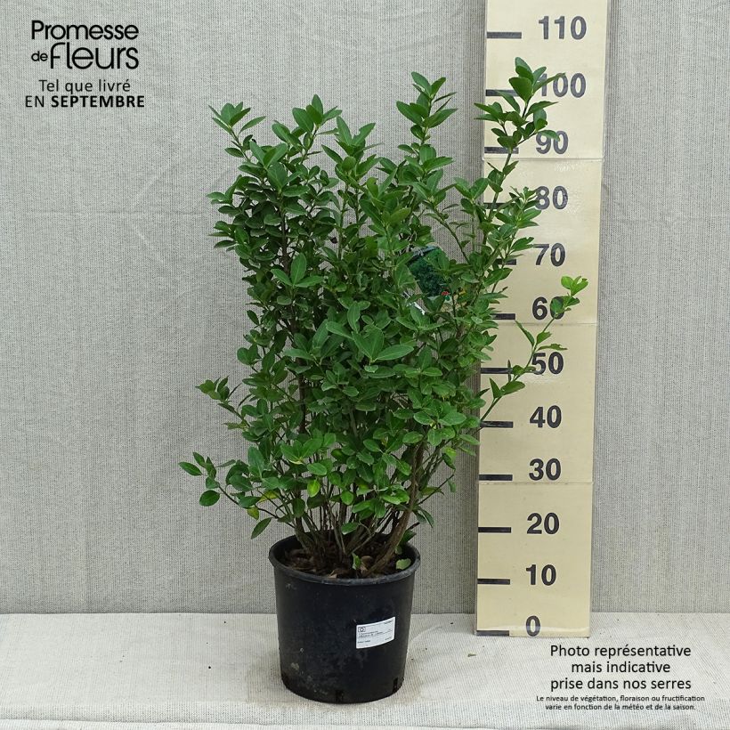 Esimerkki syksyllä toimitetusta Laakerisorvarinpensas - Euonymus japonicus 7,5 litran / 10 litran ruukku-taimesta
