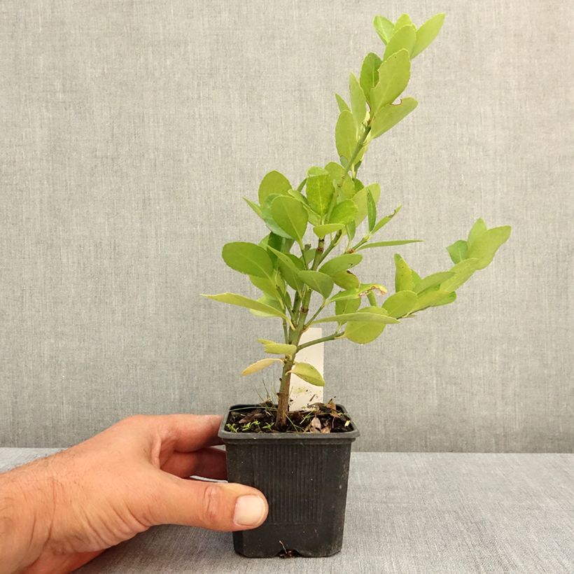 Esimerkki kesällä toimitetusta Laakerisorvarinpensas - Euonymus japonicus 8/9 cm taimiruukku-taimesta
