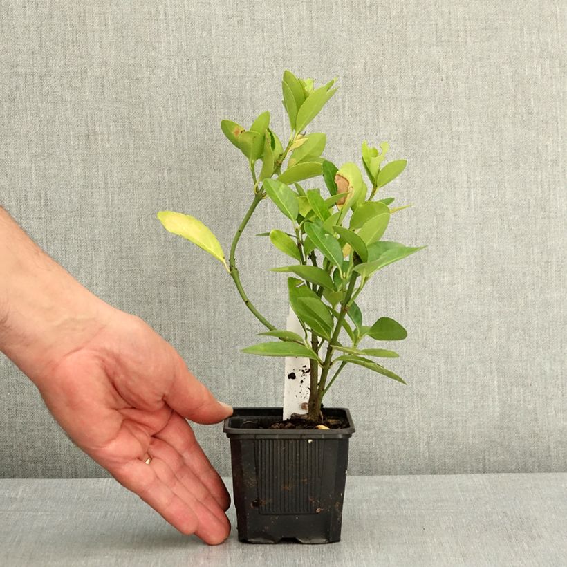Esimerkki keväällä toimitetusta Laakerisorvarinpensas - Euonymus japonicus Taimiruukku 8/9 cm-taimesta