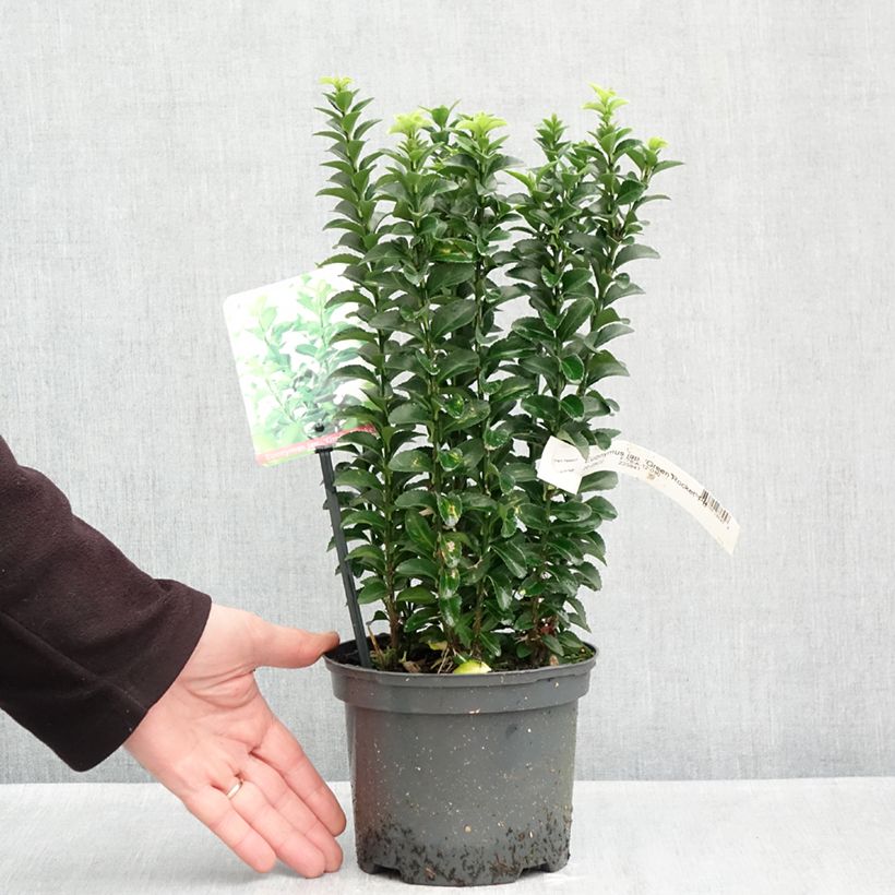 Esimerkki syksyllä toimitetusta Laakerisorvarinpensas Green Rocket 2 litran/3 litran ruukku-taimesta
