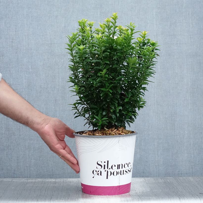 Esimerkki kesällä toimitetusta Laakerisorvarinpensas Happiness Ruukku 4L / 5L-taimesta