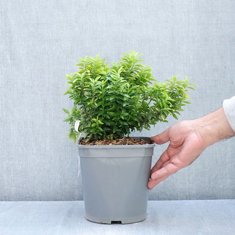 Esimerkki syksyllä toimitetusta Laakerisorvarinpensas Happiness 4 litran/5 litran ruukku-taimesta