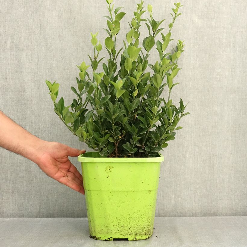 Esimerkki kesällä toimitetusta Laakerisorvarinpensas Himalaya 7,5 litran / 10 litran ruukku-taimesta