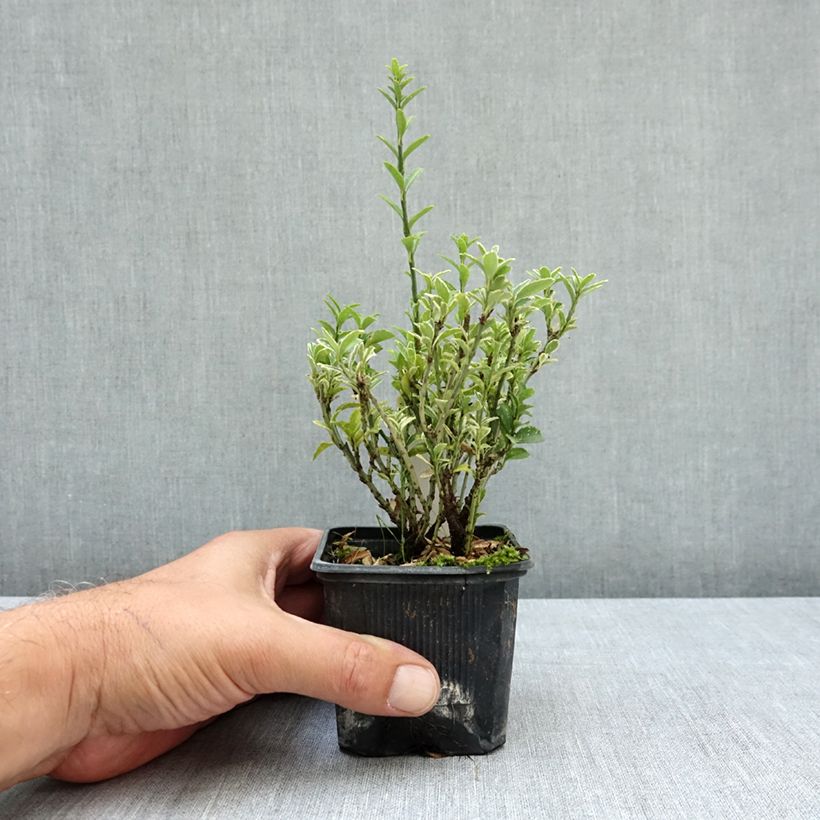 Esimerkki kesällä toimitetusta Laakerisorvarinpensas Microphyllus Albovariegatus 8/9 cm taimiruukku-taimesta