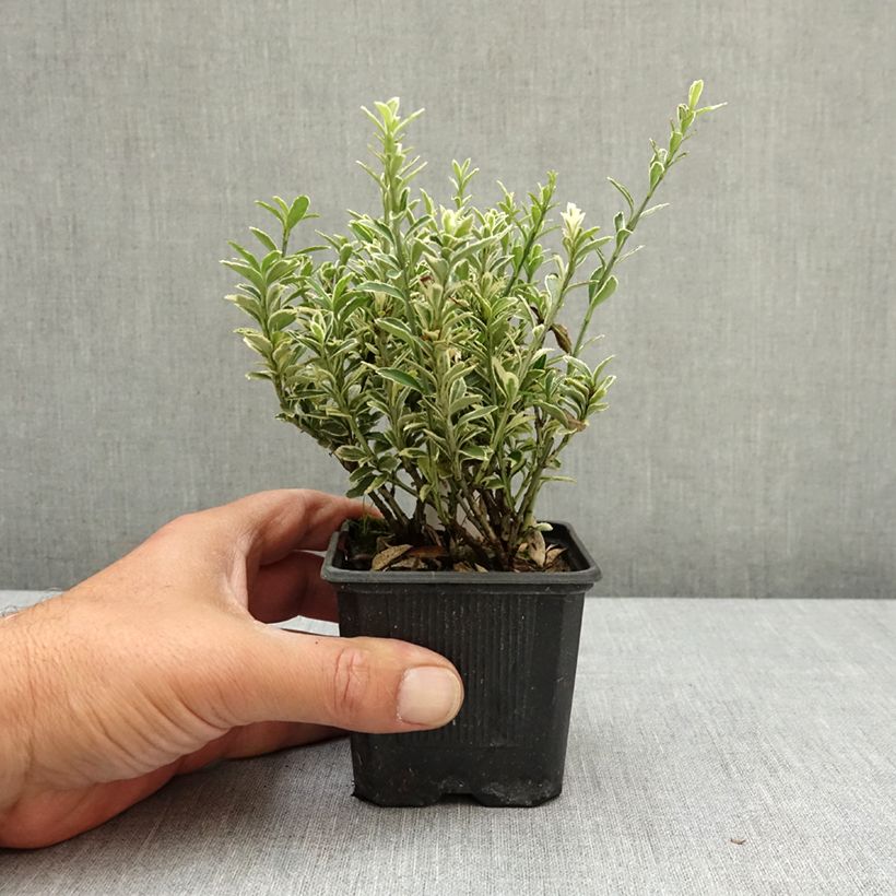 Esimerkki keväällä toimitetusta Laakerisorvarinpensas Microphyllus Albovariegatus Taimiruukku 8/9 cm-taimesta