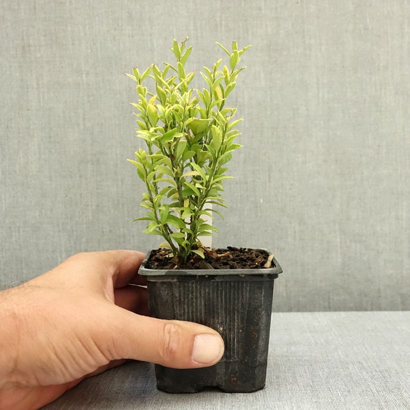 Esimerkki kesällä toimitetusta Laakerisorvarinpensas Microphyllus Aureovariegatus 8/9 cm taimiruukku-taimesta