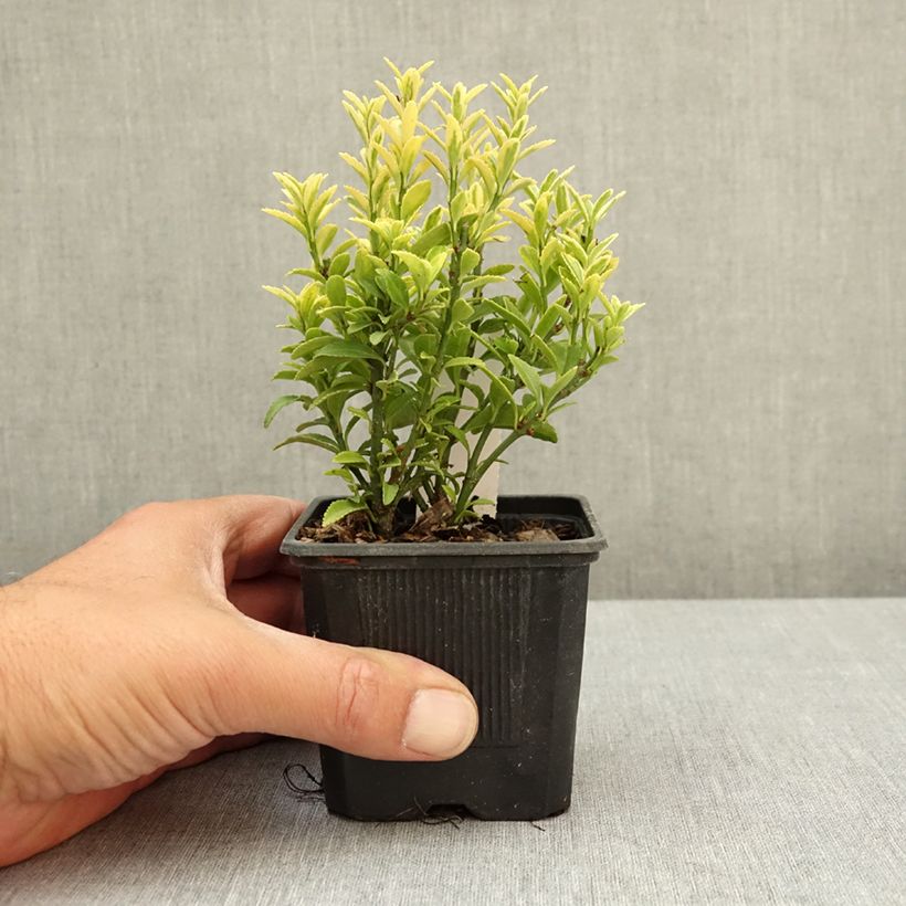 Esimerkki keväällä toimitetusta Laakerisorvarinpensas Microphyllus Aureovariegatus Taimiruukku 8/9 cm-taimesta