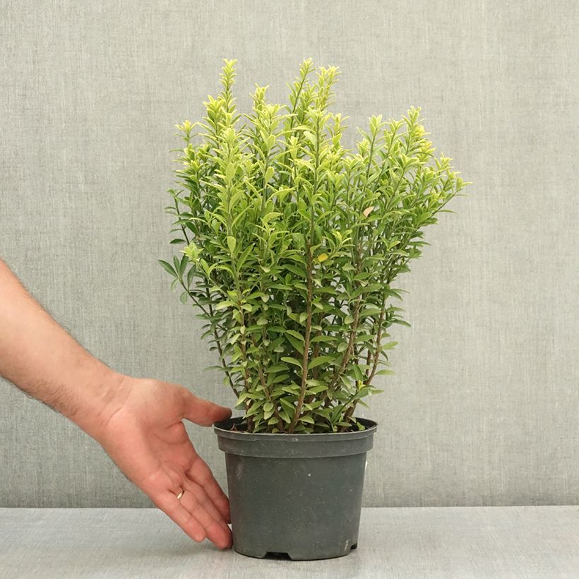 Esimerkki kesällä toimitetusta Laakerisorvarinpensas Microphyllus Aureovariegatus 2 litran/3 litran ruukku-taimesta