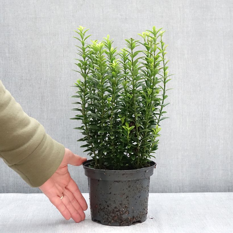 Esimerkki talvella toimitetusta Laakerisorvarinpensas Microphyllus Aureovariegatus Pot de 2L/3L-taimesta