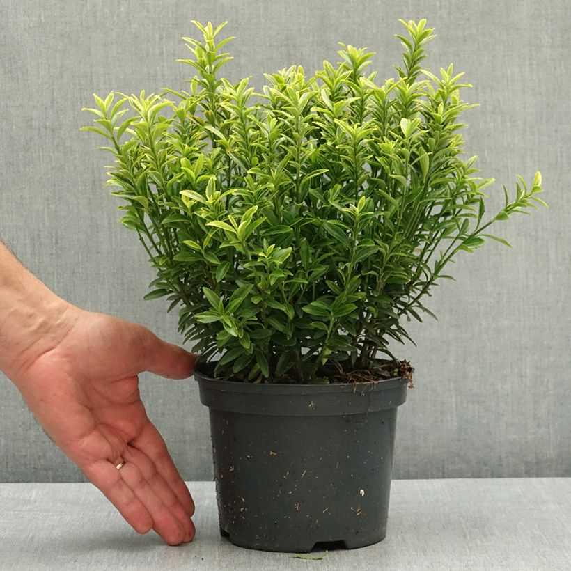 Esimerkki keväällä toimitetusta Laakerisorvarinpensas Microphyllus Aureovariegatus Ruukku 2L / 3L-taimesta