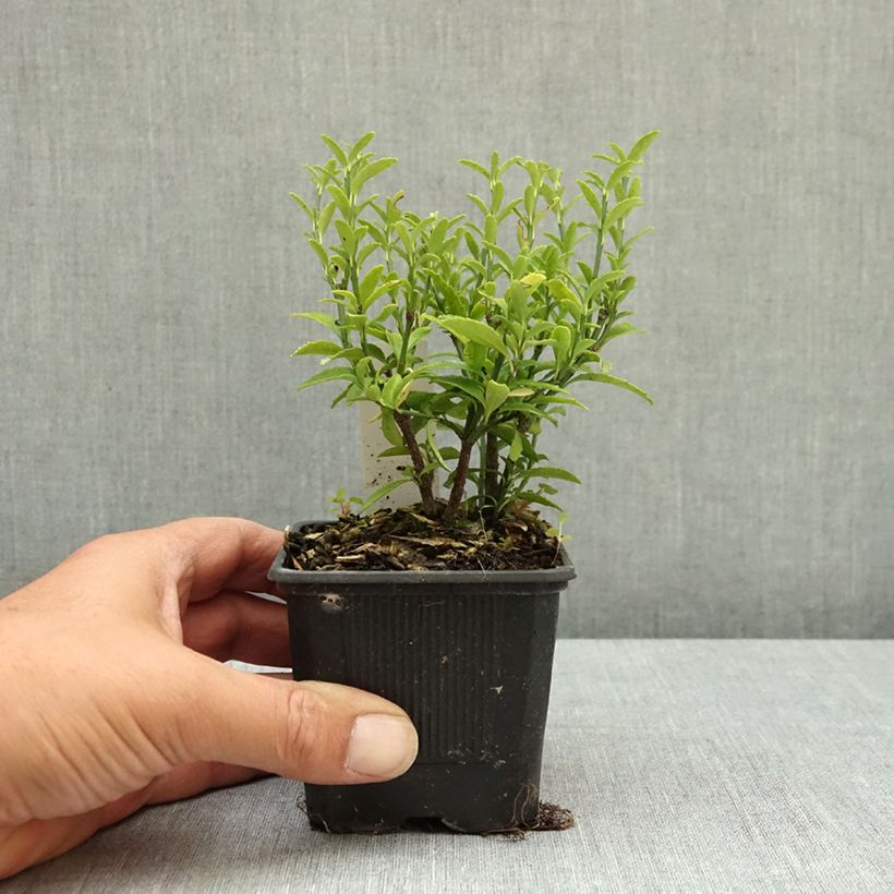 Esimerkki kesällä toimitetusta Laakerisorvarinpensas Microphyllus 8/9 cm taimiruukku-taimesta