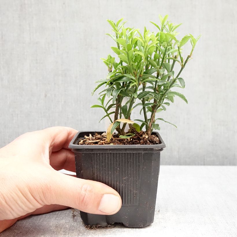 Esimerkki keväällä toimitetusta Laakerisorvarinpensas Microphyllus Godet de 8/9 cm-taimesta