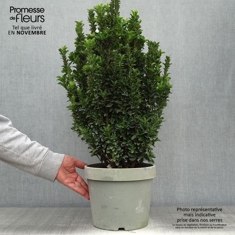 Esimerkki syksyllä toimitetusta Laakerisorvarinpensas Paloma Blanca 7,5 litran / 10 litran ruukku-taimesta