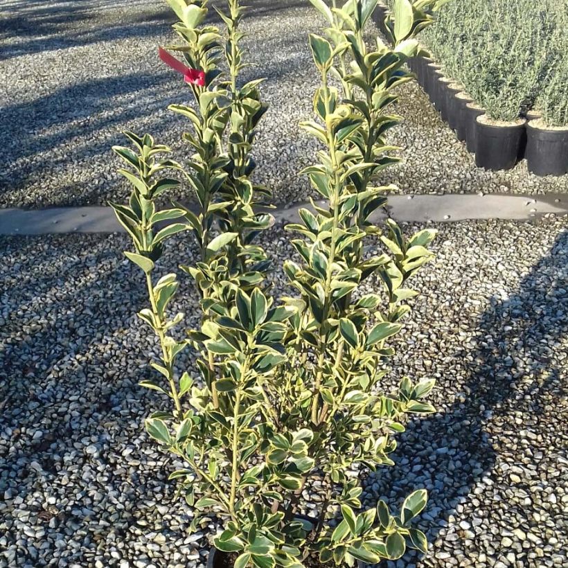 Laakerisorvarinpensas Silver King (Lehvistö)