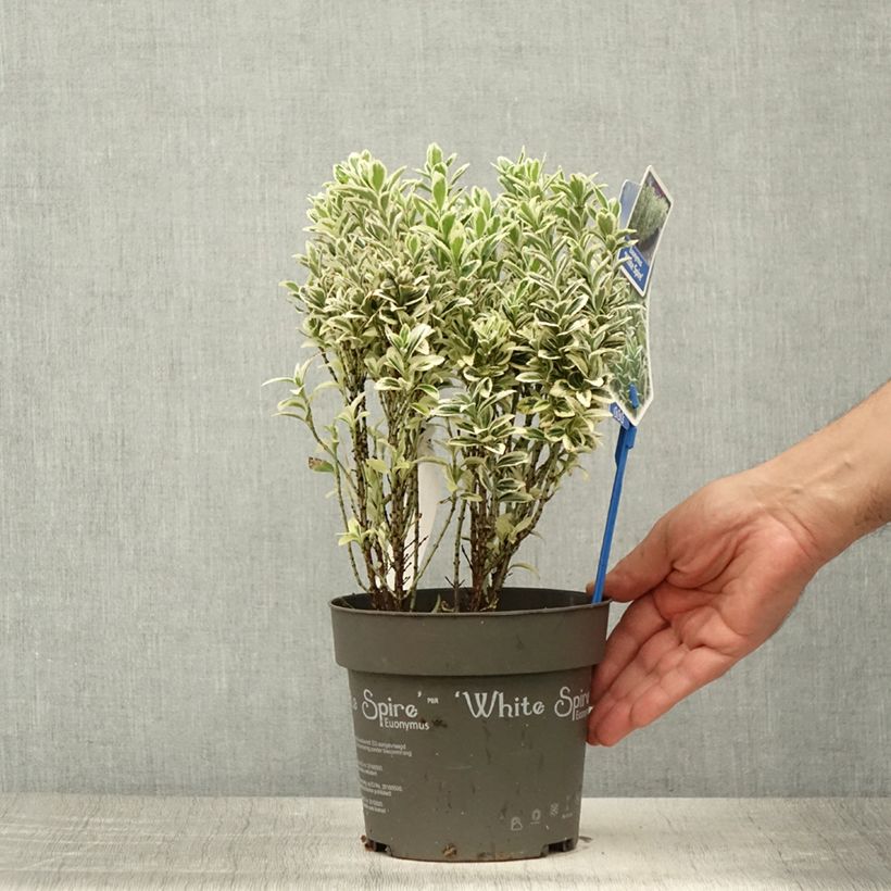 Esimerkki kesällä toimitetusta Laakerisorvarinpensas White Spire Ruukku 2L / 3L-taimesta