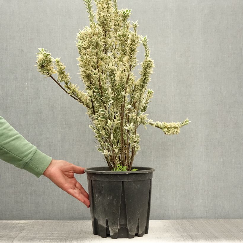 Esimerkki kesällä toimitetusta Laakerisorvarinpensas White Spire Ruukku 7,5L / 10L-taimesta