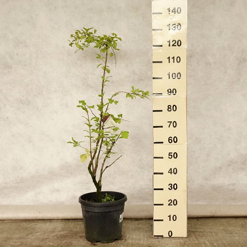 Esimerkki kesällä toimitetusta Korkkisorvarinpensas - Euonymus phellomanus Pot de 12L/15L-taimesta