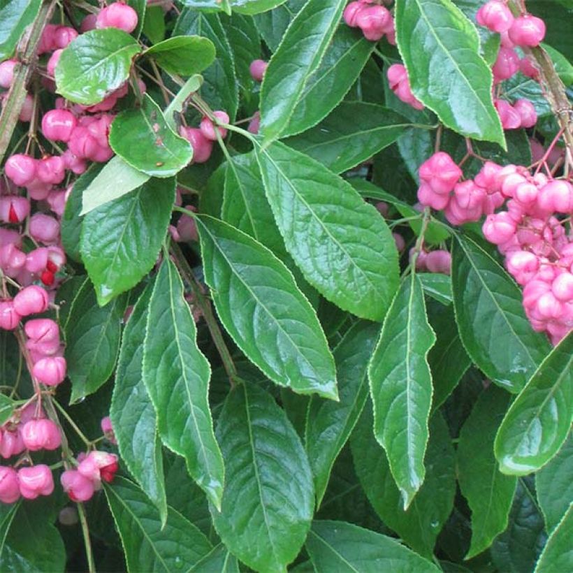 Korkkisorvarinpensas - Euonymus phellomanus (Foliage)