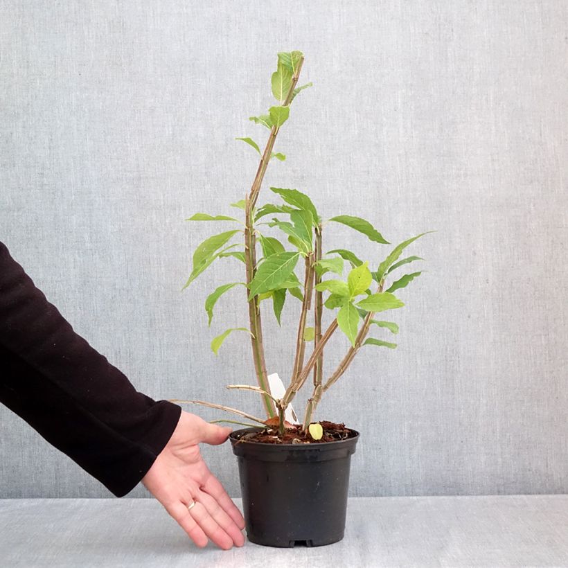 Esimerkki syksyllä toimitetusta Korkkisorvarinpensas - Euonymus phellomanus 2 litran/3 litran ruukku-taimesta