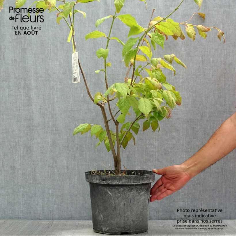 Esimerkki kesällä toimitetusta Kirsikkasorvarinpensas - Euonymus planipes Pot de 2L/3L-taimesta