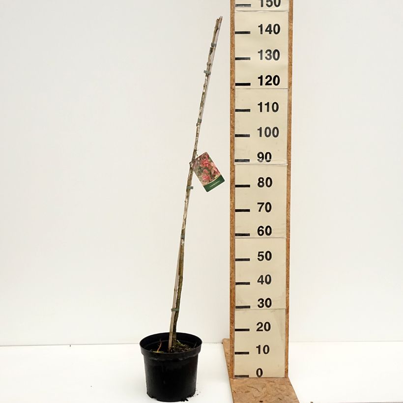 Esimerkki syksyllä toimitetusta Kirsikkasorvarinpensas - Euonymus planipes 7,5 litran / 10 litran ruukku-taimesta