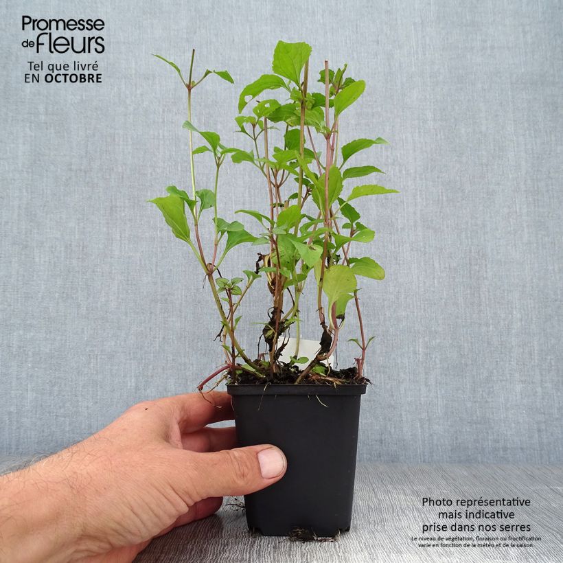 Esimerkki syksyllä toimitetusta Punalatva - Eupatorium coelestinum 8/9 cm taimiruukku-taimesta