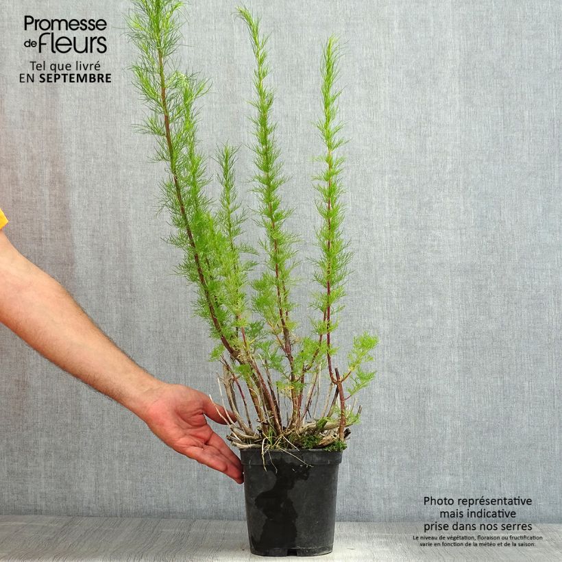 Esimerkki kesällä toimitetusta Hiirenvirkko Elegant Plume Pot de 2L/3L-taimesta