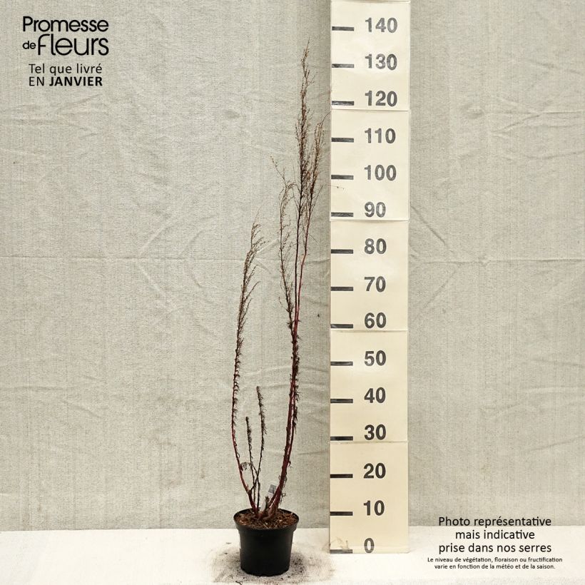 Esimerkki talvella toimitetusta Eupatorium Elegant Plume - Eupatoire Pot de 2L/3L-taimesta
