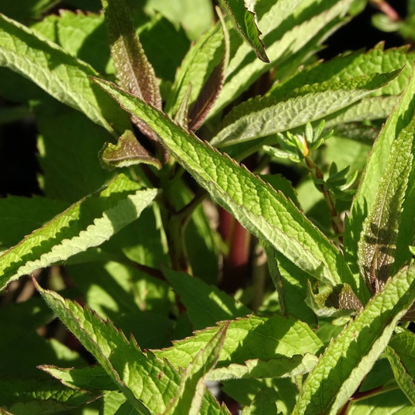 Eutrochium dubium baby joe Baby Joe - Eupatorium (Lehvistö)