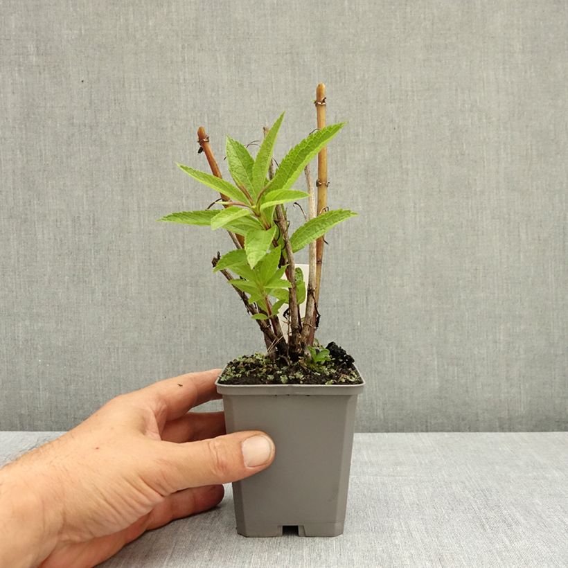Esimerkki kesällä toimitetusta Eutrochium dubium baby joe Baby Joe - Eupatorium 8/9 cm taimiruukku-taimesta
