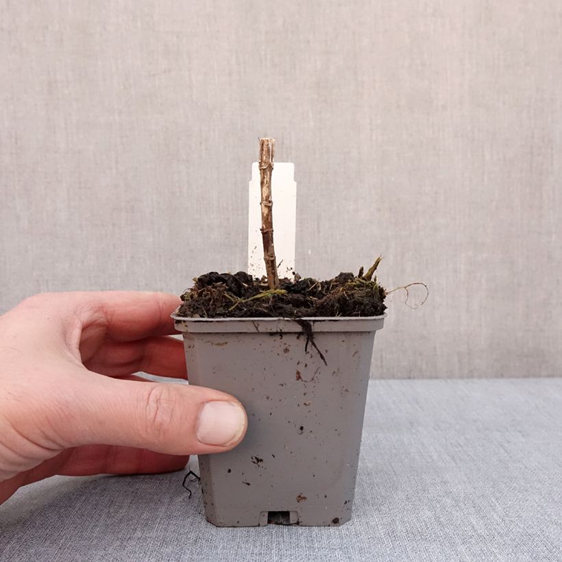 Esimerkki talvella toimitetusta Eupatorium hybride Baby Joe - Eupatoire Godet de 8/9 cm-taimesta