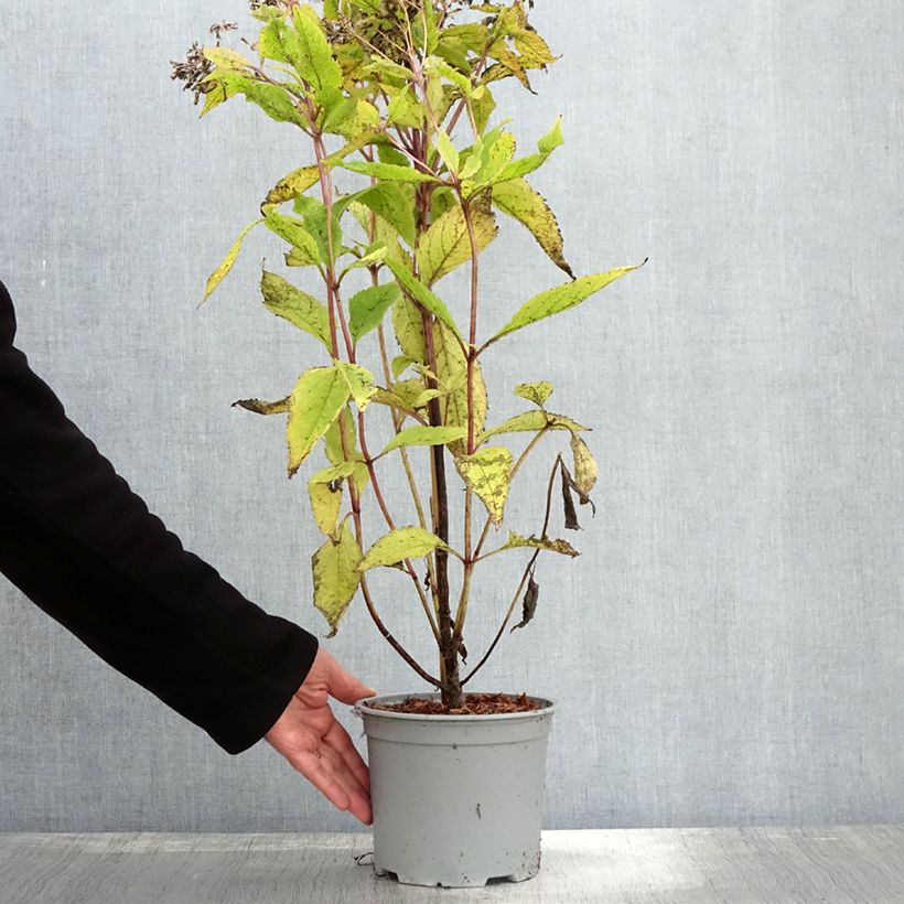 Esimerkki syksyllä toimitetusta Eupatorium hybride Baby Joe - Eupatoire Pot de 2L/3L-taimesta