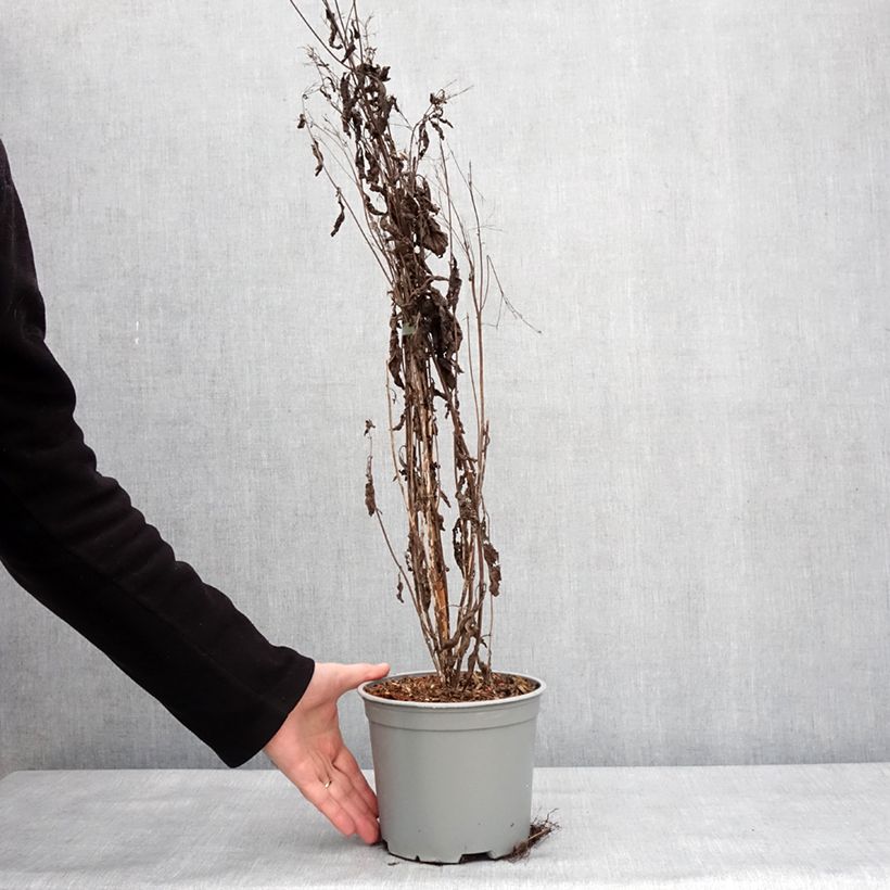 Esimerkki talvella toimitetusta Eupatorium maculatum Phantom - Eupatoire Pot de 2L/3L-taimesta