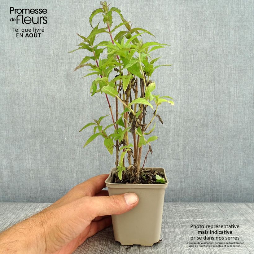 Esimerkki kesällä toimitetusta Rohtopunalatva - Eupatorium perfoliatum Taimiruukku 8/9 cm-taimesta