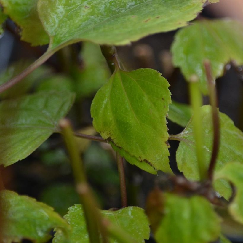 Isovalkolatva Braunlaub (Lehvistö)
