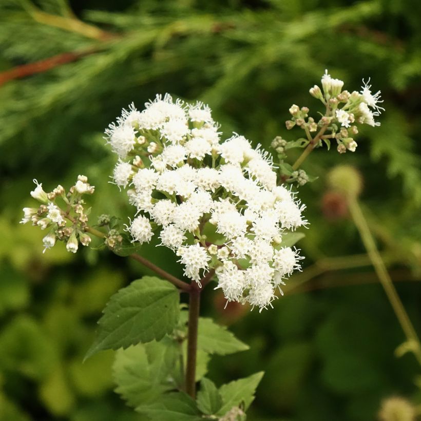 Isovalkolatva Braunlaub (Kukinta)