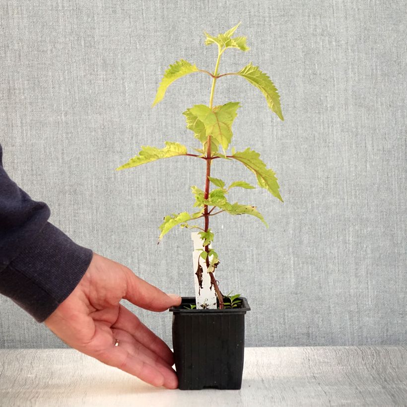 Esimerkki kesällä toimitetusta Isovalkolatva - Eupatorium rugosum Godet de 8/9 cm-taimesta