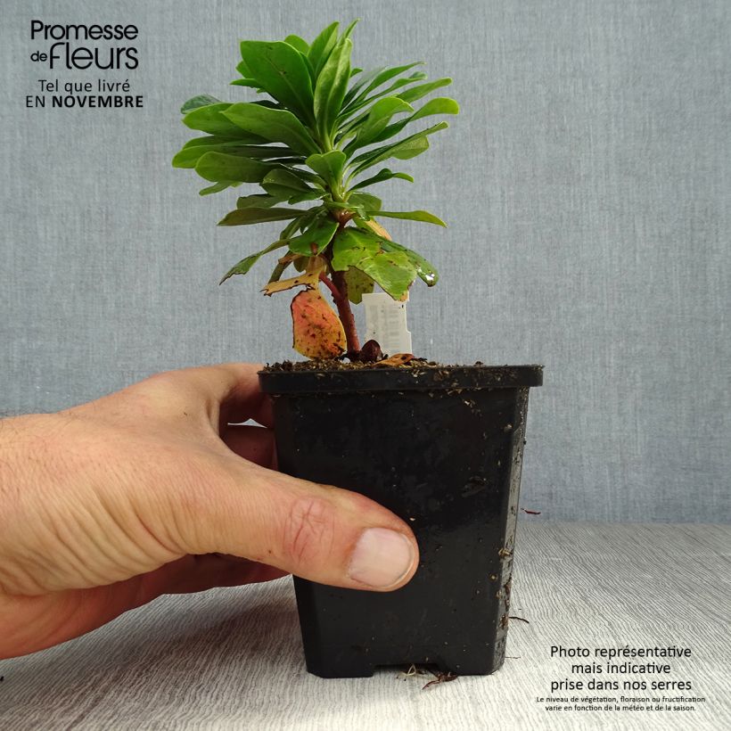 Esimerkki syksyllä toimitetusta Mantelityräkki - Euphorbia amygdaloïdes var. robbiae 8/9 cm taimiruukku-taimesta