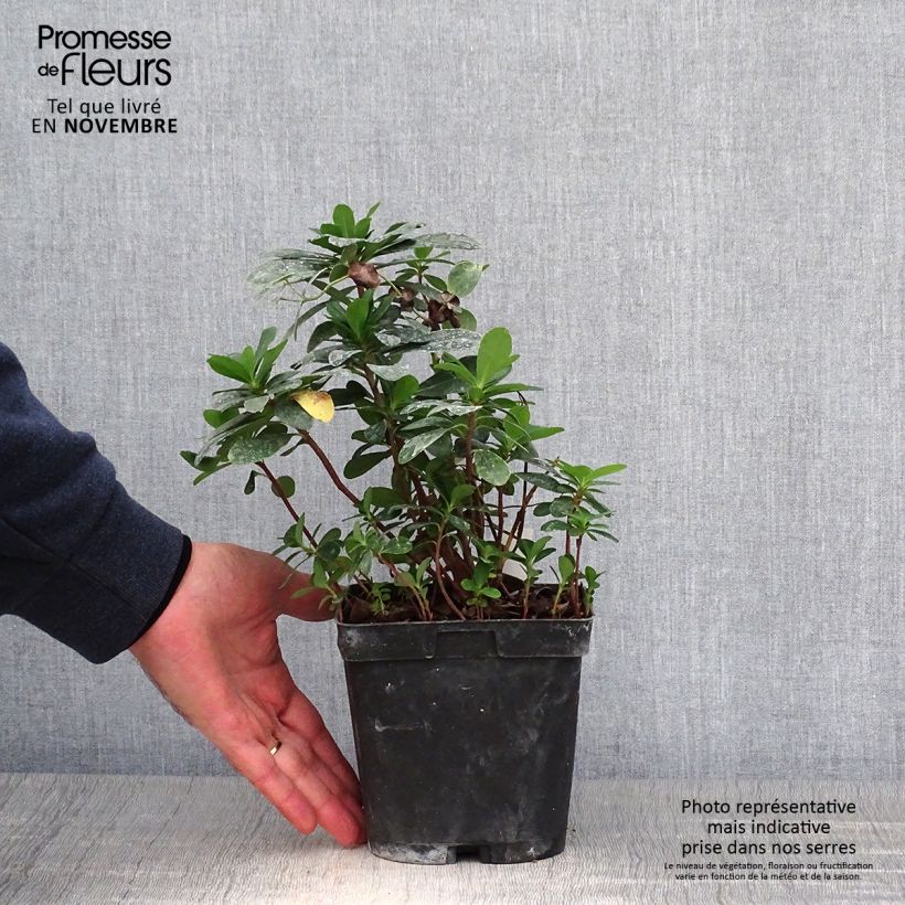 Esimerkki syksyllä toimitetusta Mantelityräkki - Euphorbia amygdaloïdes var. robbiae 2 litran/3 litran ruukku-taimesta