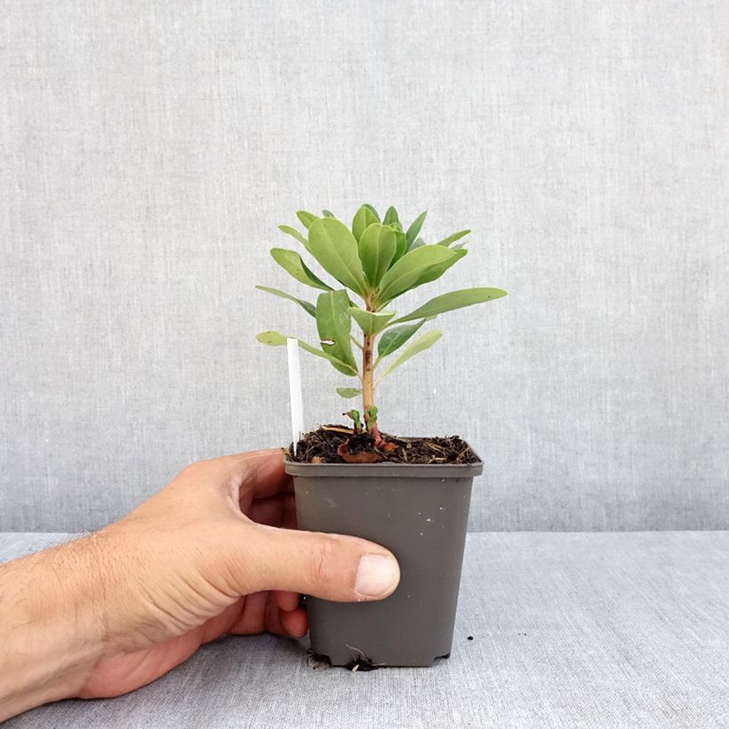 Esimerkki kesällä toimitetusta Mantelityräkki var. robbiae Taimiruukku 8/9 cm-taimesta