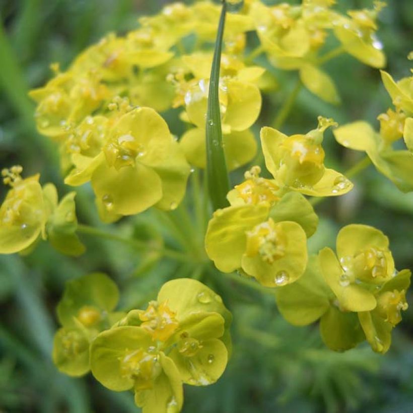 Tarhatyräkki - Euphorbia cyparissias (Kukinta)
