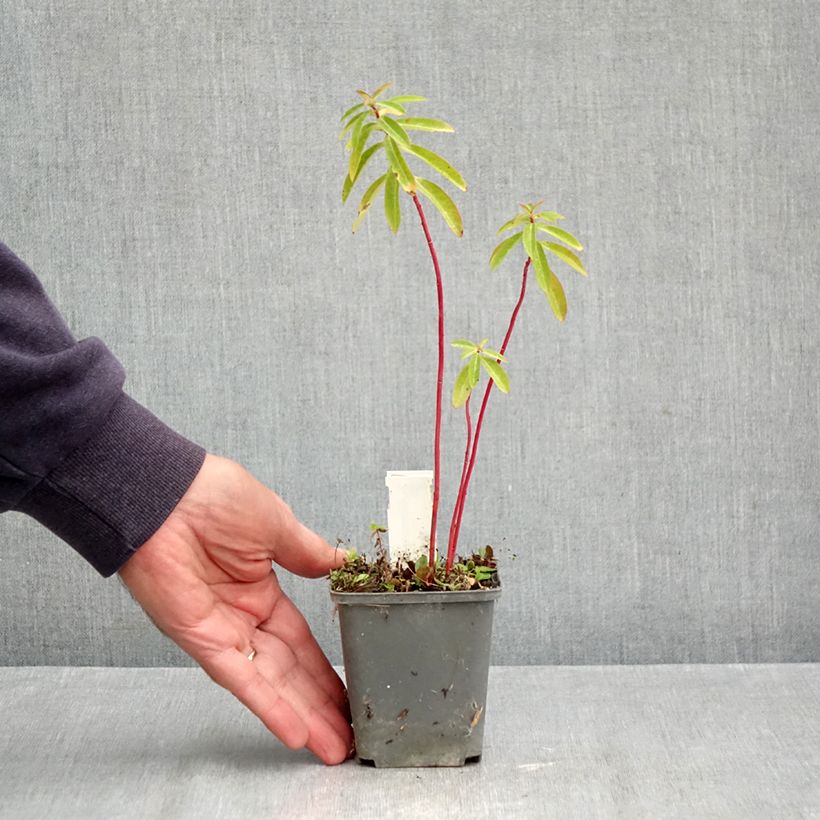 Esimerkki syksyllä toimitetusta Tyräkki - Euphorbia cornigera 8/9 cm taimiruukku-taimesta
